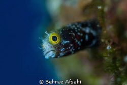Spinnyhead blenny is a tiny little blenny and a challengi... by Behnaz Afsahi 